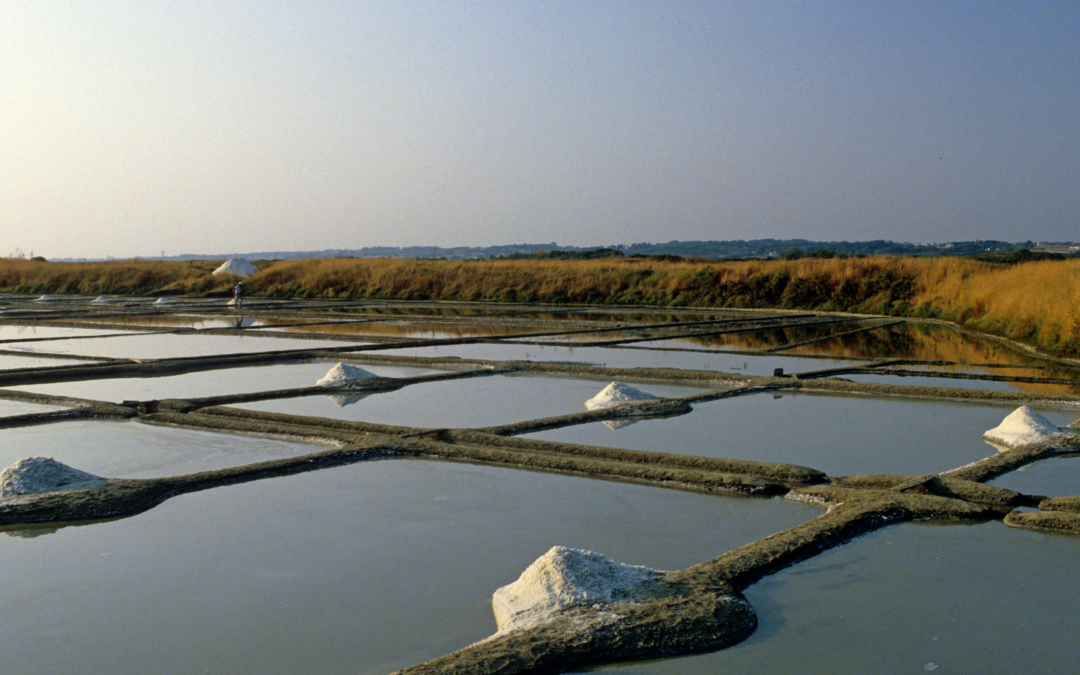 Sel Bio : suite au vote de la Commission de l’Agriculture du Parlement européen, le sel marin de l’Atlantique risque une concurrence déloyale