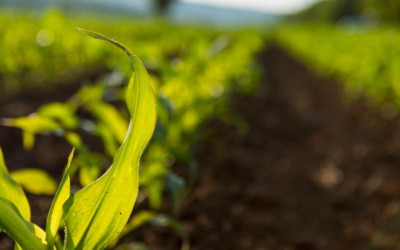 L’agriculture doit sortir du piège dans lequel l’enferme la droite européenne