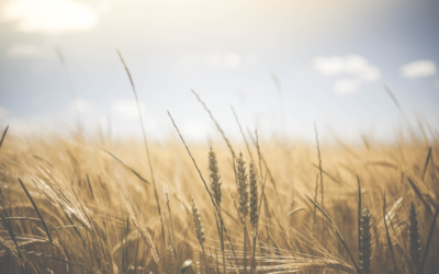 Nouveaux OGM « La biodiversité écologique est liée à celle du tissu économique des entreprises semencières »