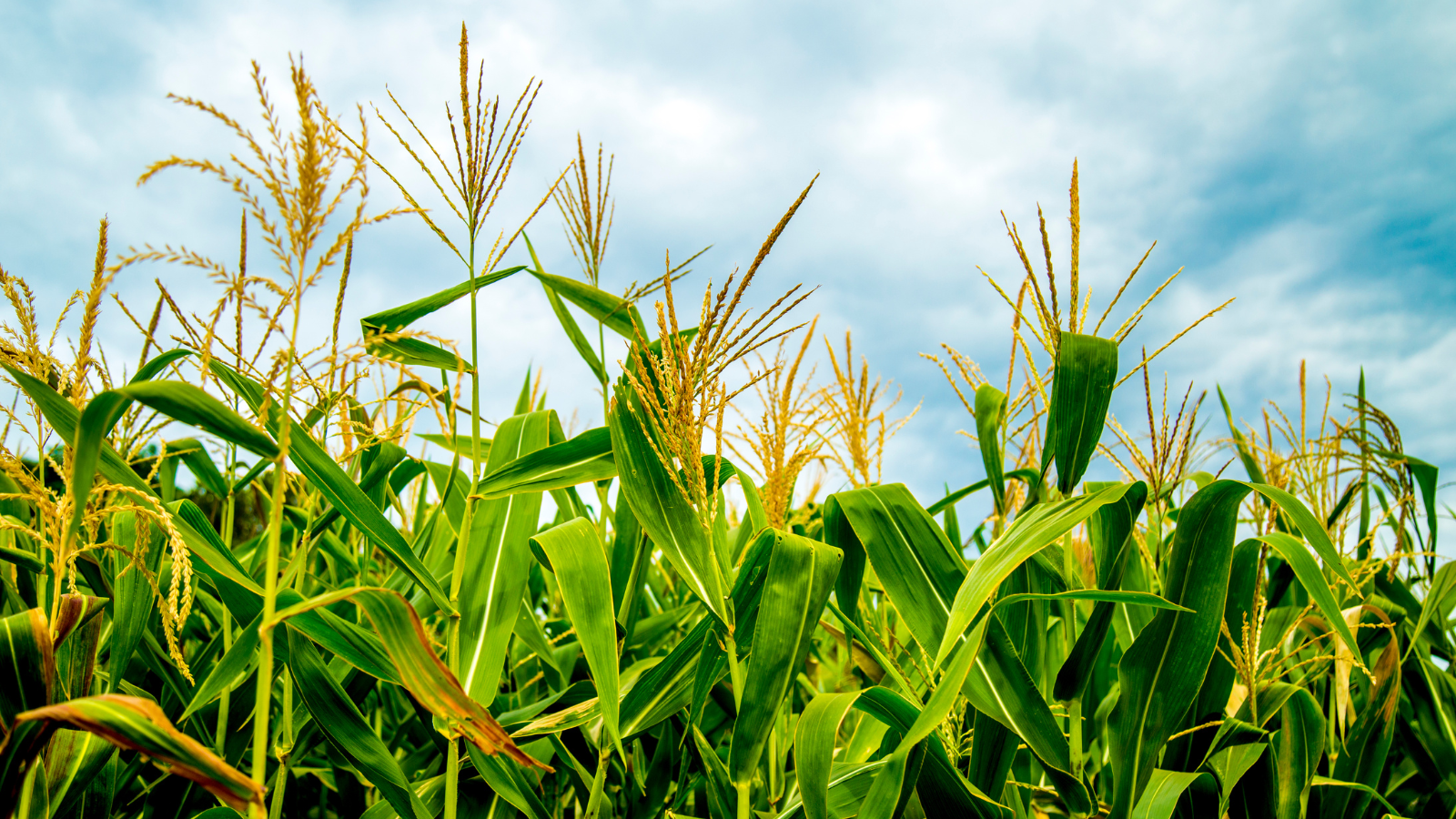 L’avis de l’ANSES sur les nouveaux OGM (NGT) démontre l’absence de fondement scientifique du règlement européen et doit conduire à remettre à plat le dossier 