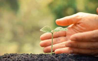 Mise en place du registre électronique relatif à l’utilisation de pesticides par les utilisateurs professionnels, conformément au règlement d’exécution (UE) 2023/564 de la Commission