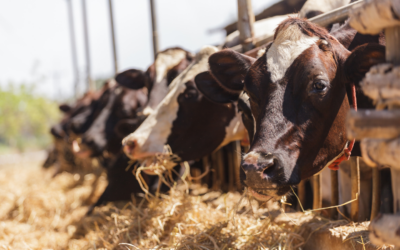 Projet de Loi Fesneau : un projet de loi contre l’avenir de l’agriculture 