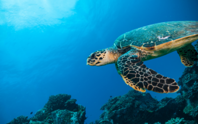 Pacte pour les Océans : une chance pour plus de souveraineté, de durabilité et d’emplois de qualité