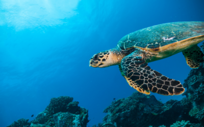 Mettre la mer au cœur de l’agenda européen pour aujourd’hui et pour les mois qui viennent