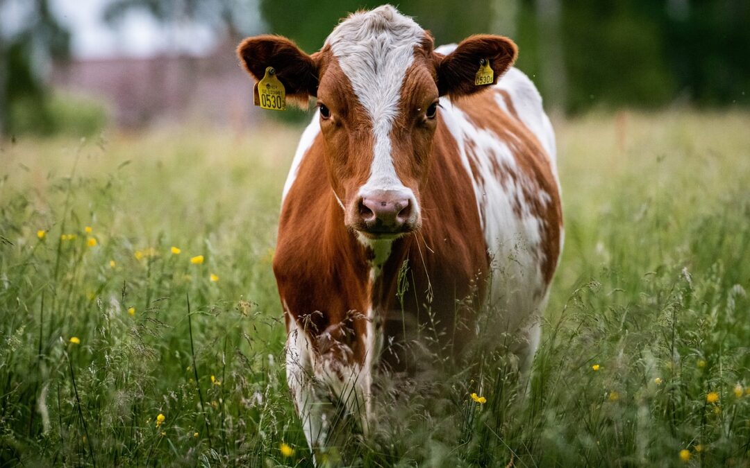 Pour une agriculture souveraine et engagée : ma participation au Salon de l’Agriculture 2025