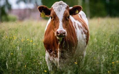 Pour une agriculture souveraine et engagée : ma participation au Salon de l’Agriculture 2025