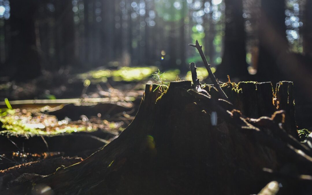 Déforestation : la droite court après l’extrême droite pendant que le Conseil organise le sabotage du Green Deal