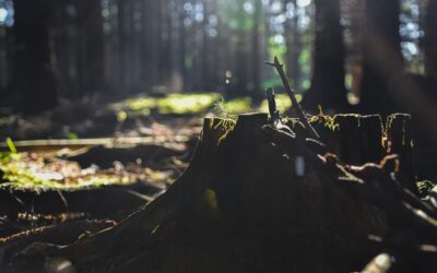 Déforestation : la droite court après l’extrême droite pendant que le Conseil organise le sabotage du Green Deal